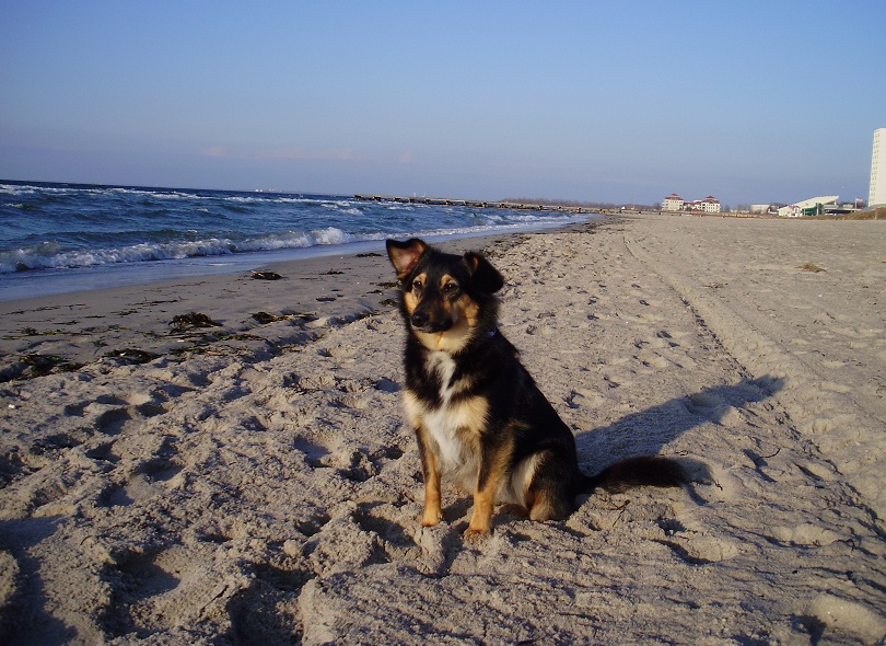 Pelle am Strand von Fehmann