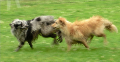 Blue und Oakie spielen