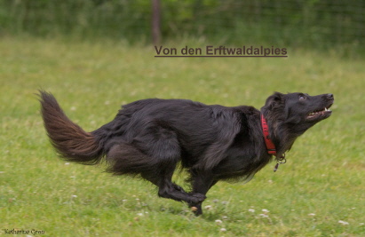 Zuchtstätte von den Erftwald Alpies