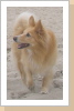 Am Strand von Texel. Am Strand von Texel.