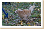 Voll Speed Voll Speed
