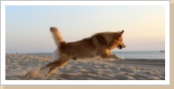 Am Strand von Texel