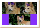 Blumenhund Blumenhund