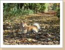 Im Herbstlaub Im Herbstlaub