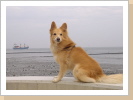 Basco vor der deutschen Nordsee Basco vor der deutschen Nordsee