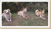 Flynn, Nemo, Basco Flynn, Nemo, Basco