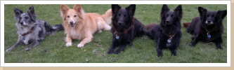 Bibi, Basco, Lassie, Kyara und Siona Bibi, Basco, Lassie, Kyara und Siona