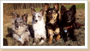 Bibi, Shane, Mailo und Kyara