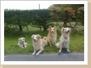 Nemo, Flinn, Basco und Lupita Nemo, Flinn, Basco und Lupita