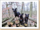 Stella, Lassie und Kyara Stella, Lassie und Kyara