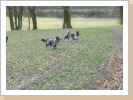Übers Feld fetzen 2 Übers Feld fetzen 2