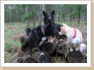 Merlin küsst Oakie, Stella im Hintergrund Merlin küsst Oakie, Stella im Hintergrund