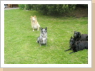 Basco, Bibi, Havanna und Kyara. Basco, Bibi, Havanna und Kyara.