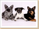 Josy,Sam (kein Alpie) und Lia Josy,Sam (kein Alpie) und Lia