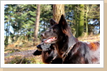 Lassie mit Kyara Lassie mit Kyara