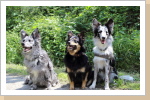 Josy, Lia und Sadie Josy, Lia und Sadie