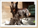 Lassie und Jasper Lassie und Jasper