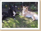Merlin und Oakie Merlin und Oakie