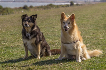 Pelle und Basco