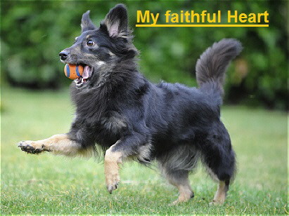 Zuchtstätte My faithful Heart