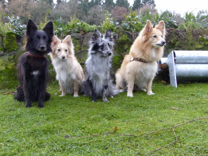 Kyara, Oakie, Blue und Basco