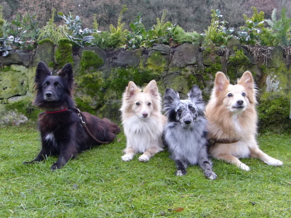 Kyara, Oakie, Blue und Basco