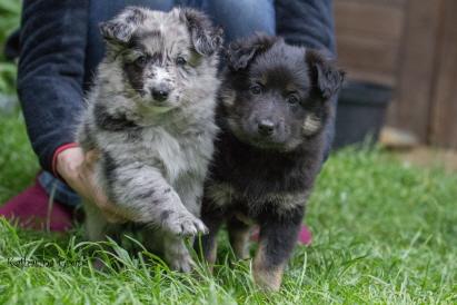 Cosmo und Mali